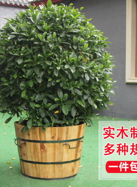 原木色木桶花盆大树盆养花种菜加厚实木盆景种树盆庭院户外种植箱