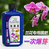 兰花专用肥营养液肥料菌群促花活化剂养花微生物菌剂兰灵王营养液