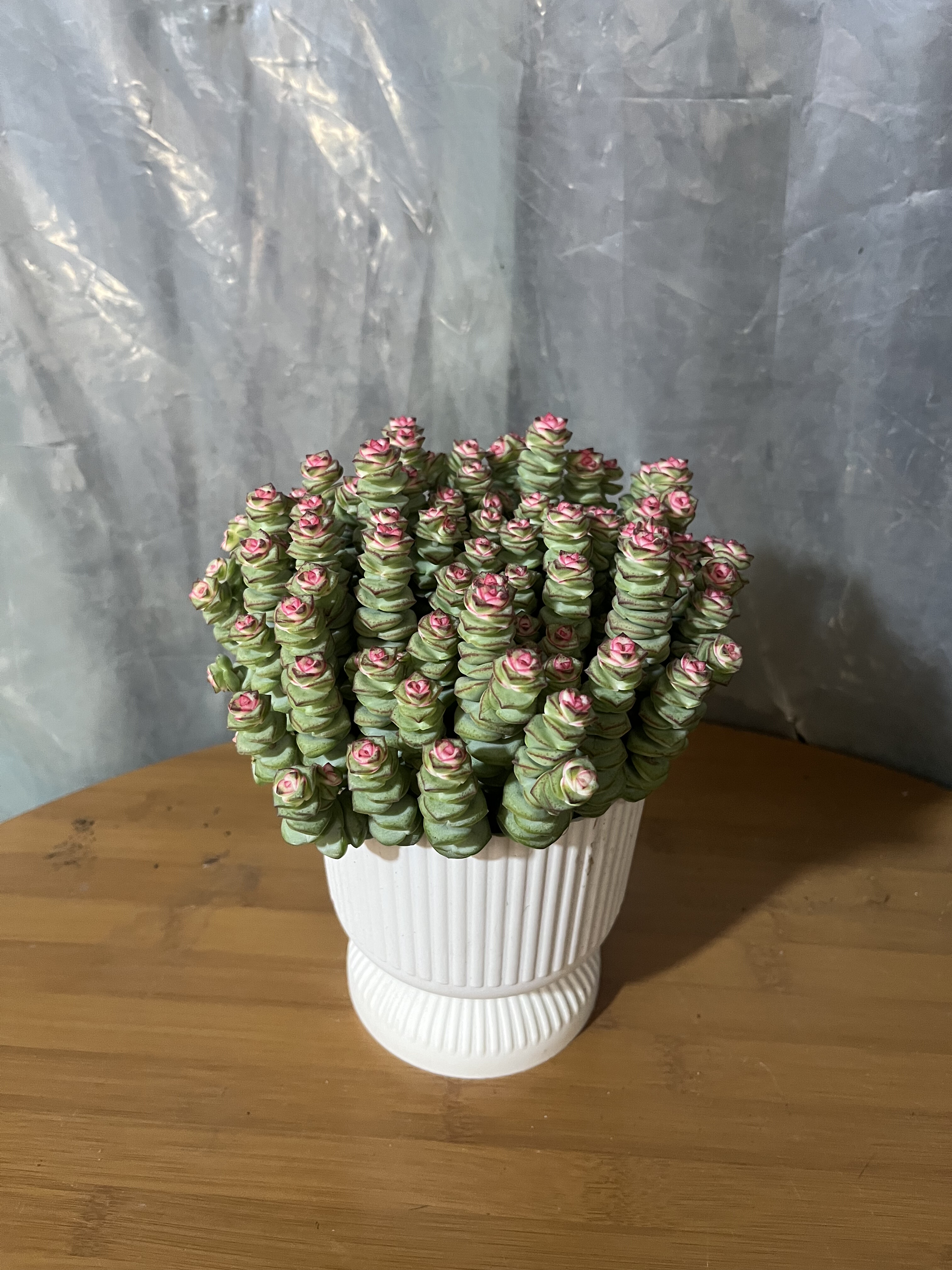 彩色钱串多肉植物室内盆栽新手好养办公室绿植开业送礼精品花卉