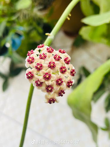 心叶球兰老桩会开花多肉植物 室内阳台净化空气 新手好养包邮