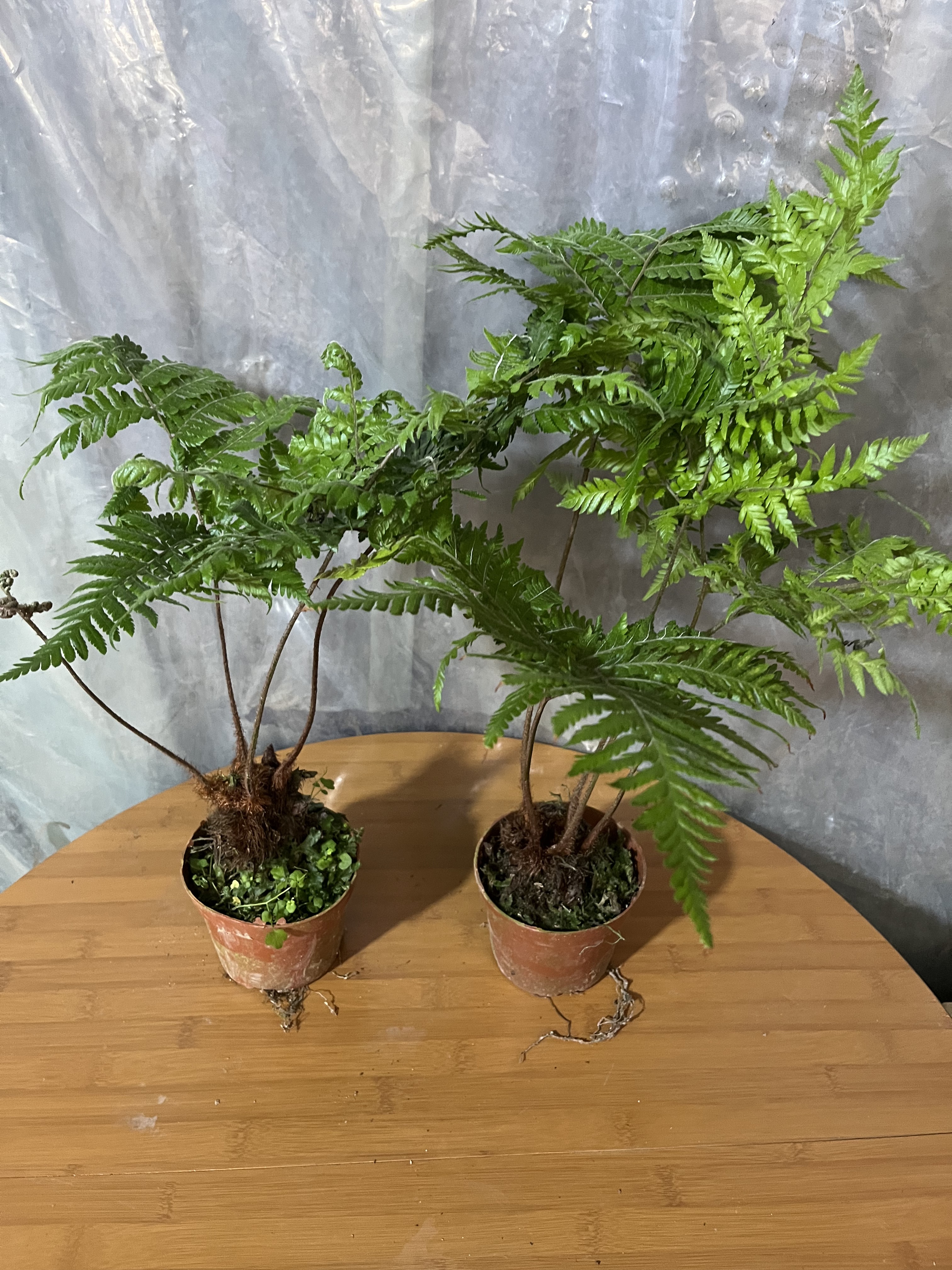 红磷蕨苔藓球绿植蕨类植物室内办公室书房茶几一叶蕨水培好养盆栽