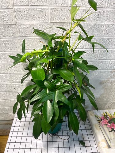 客厅盆栽飞机蔓绿绒室内老桩植物四季常青大颗绿植花卉盆景