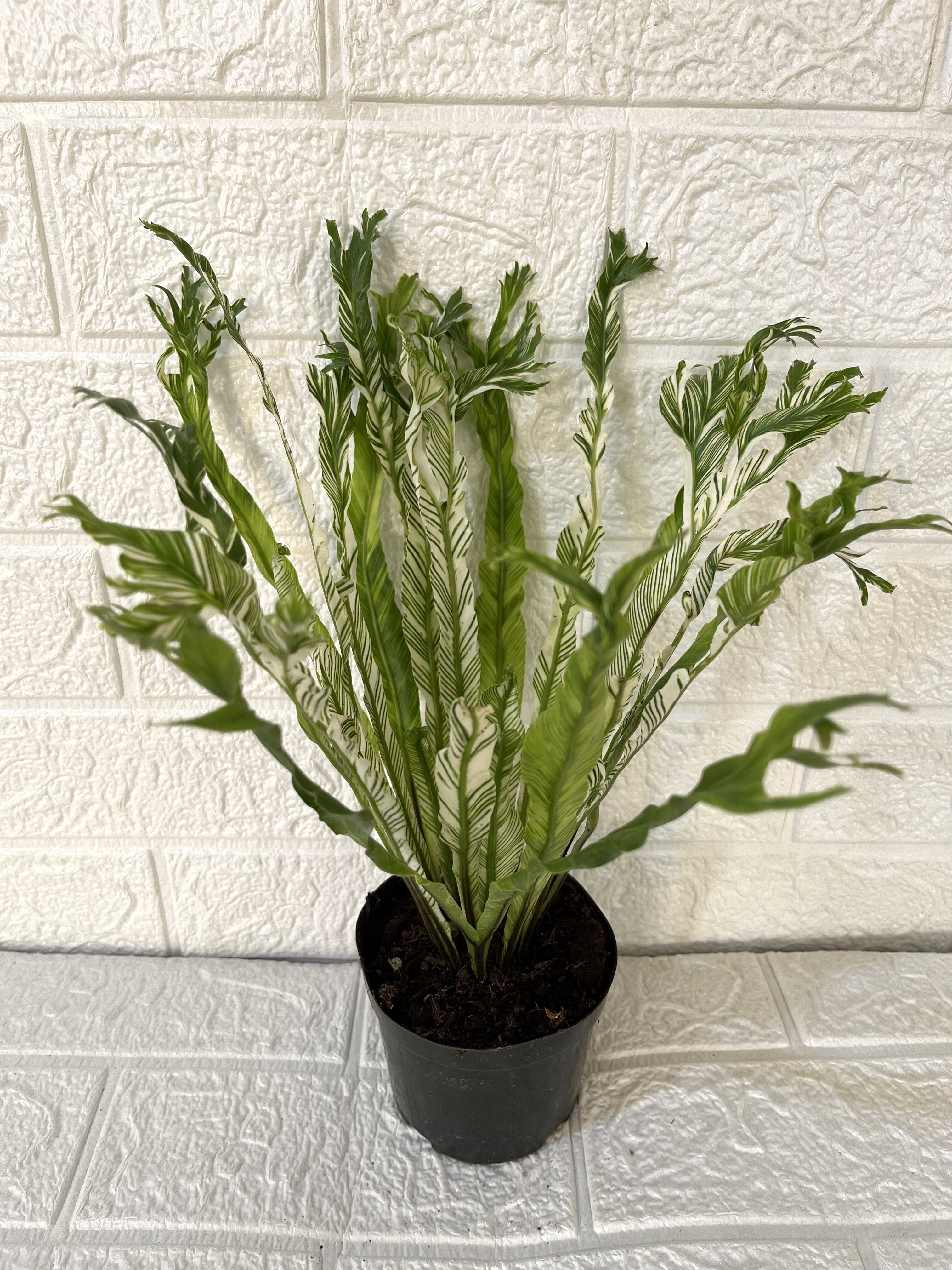 白锦月光鸟巢蕨盆栽室内桌面绿植净化空气四季常青