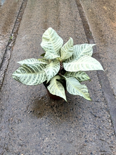 白雪进口爵床观叶白水盆栽绿植白色公主室内银脉四季常青好养植物