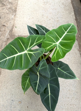 绿天鹅绒海芋盆栽室内客厅办公室桌面四季常青好养活绿植花卉