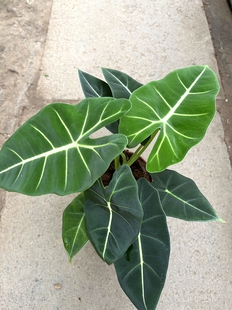 常青好养活绿植花卉 绿天鹅绒海芋盆栽室内客厅办公室桌面四季