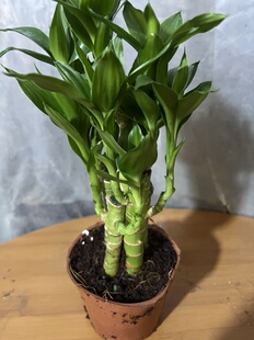 步步高观音竹富贵竹带根须水养荷花竹水培土培盆栽室内植物