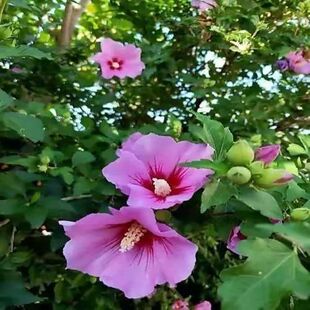 木槿小苗木棉花苗庭院耐寒植物阳台盆栽花卉篱障花荆条大花木槿