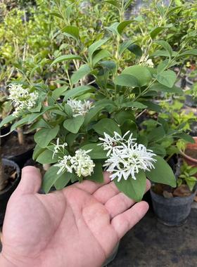 流苏树苗流苏小苗嫁接母本砧木油根子树苗庭院绿化风景树苗木雪萝