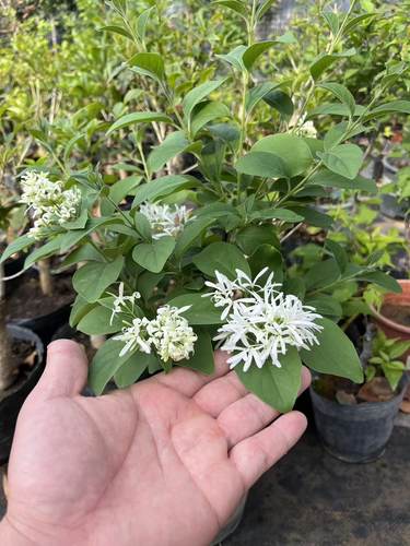 流苏树苗流苏小苗嫁接母本砧木油根子树苗庭院绿化风景树苗木雪萝