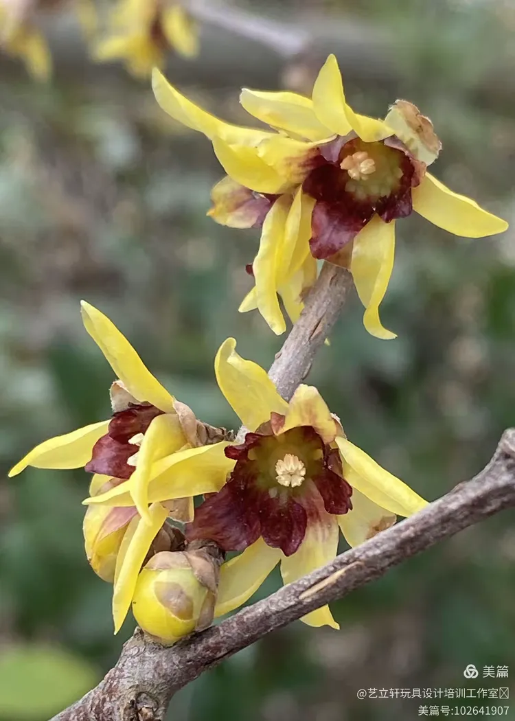 正宗原生腊梅花树苗狗蝇腊梅盆栽浓香耐寒庭院地栽嫁接腊梅砧木,鲜花速递/花卉仿真/绿植园艺,造型盆景,淘宝优惠券,粉丝福利购,淘宝优惠卷