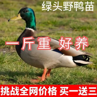 正品大种青头鸭苗一斤纯种绿头麻鸭幼正宗下蛋母新鲜包邮散养水鸭