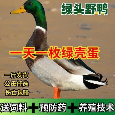 一斤纯种青头鸭苗绿头麻鸭野鸭小鸭幼苗正宗下蛋活的散养高产蛋鸭