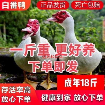 正宗一斤白番鸭红脸番鸭活体白番鸭苗纯白散养特大种鸭下蛋鸭