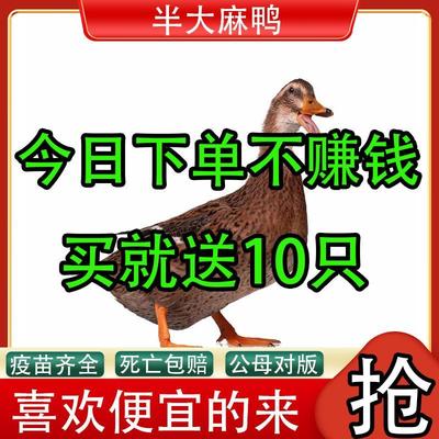 半斤麻鸭苗绿头鸭散养小鸭子杂交鸭一点红番鸭苗活苗纯种鸭仔