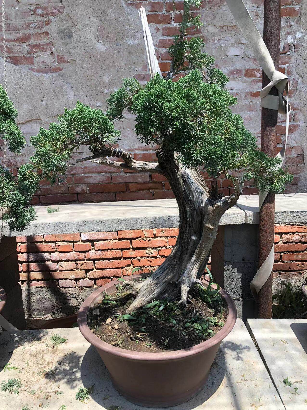 老桩纪州真柏盆景 侧柏 柏树纪州真柏盆栽金盛盆景园