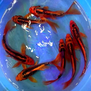 纯种德系红松叶龙凤锦鲤火凤凰活体鱼苗大部分地区包邮包活包损