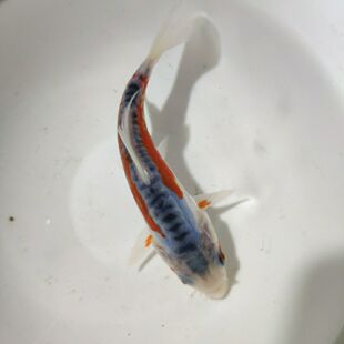 秋翠锦鲤观赏鱼、德系秋翠蓝背少鳞无鳞锦鲤、渔场精品、包邮包活