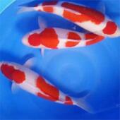 高品质红白锦鲤观赏鱼冷水鱼淡水鱼发财鱼淡水鱼