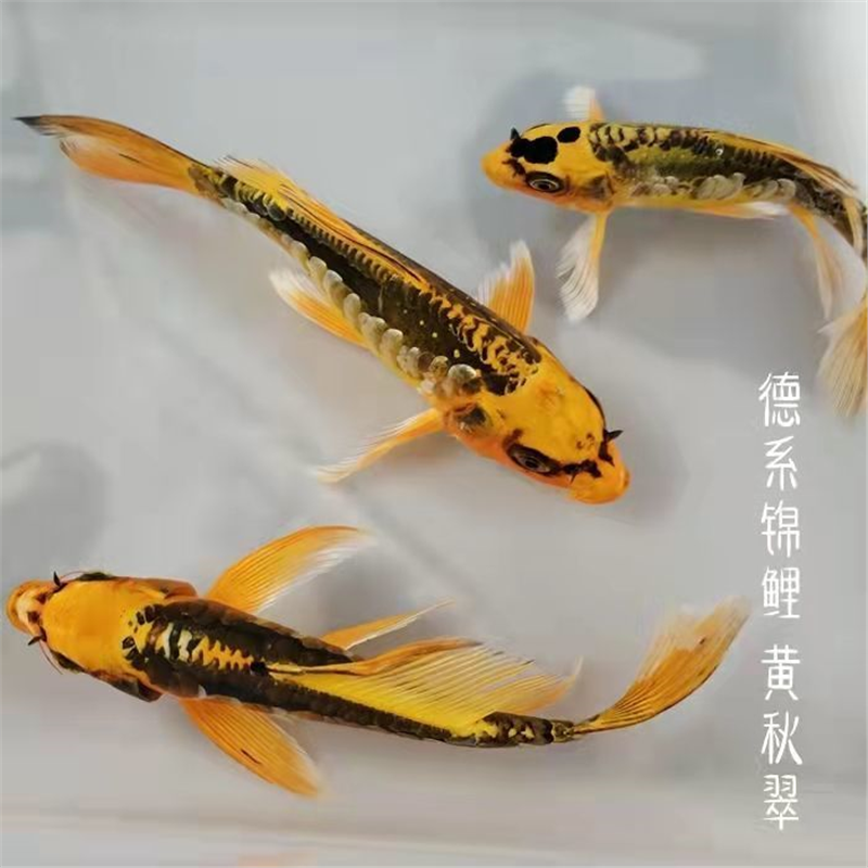 德系锦鲤冷水观赏鱼大尾巴冷水鱼