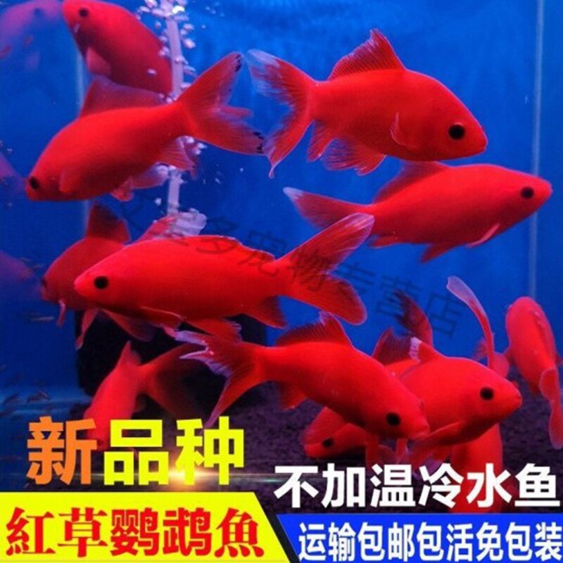 观赏鱼冷水血鹦鹉发财鱼葡萄眼黑眼草金好养金鱼红草金风水鱼活体