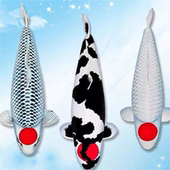 纯种锦鲤风水招财冷水鱼淡水鱼金鱼红白三色丹顶好养易活鱼苗