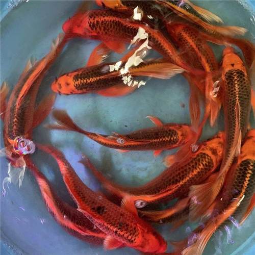 招财火凤凰锦鲤蝴蝶红松龙