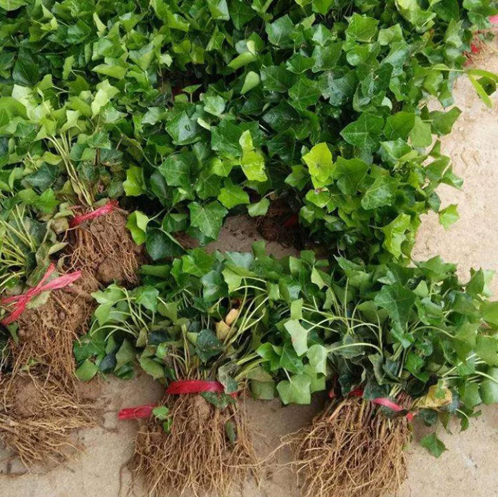 园林绿化苗庭院植物常春藤花苗爬藤植物花卉常青藤苗四季常青耐寒