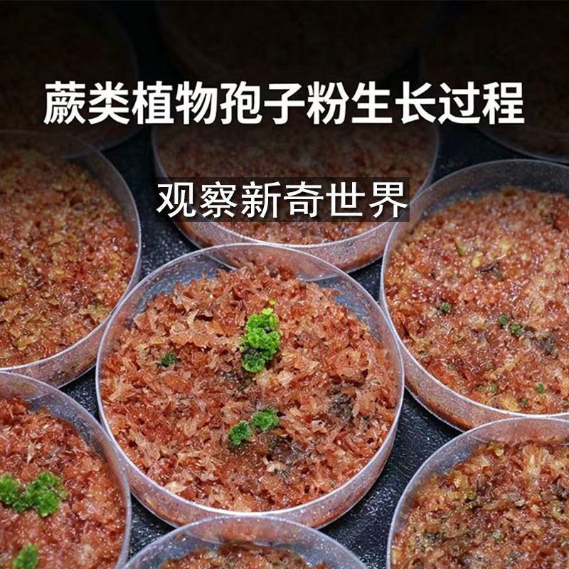 野生蕨类孢子粉培养皿 学生植物观察实验 雨林缸造景种植素材