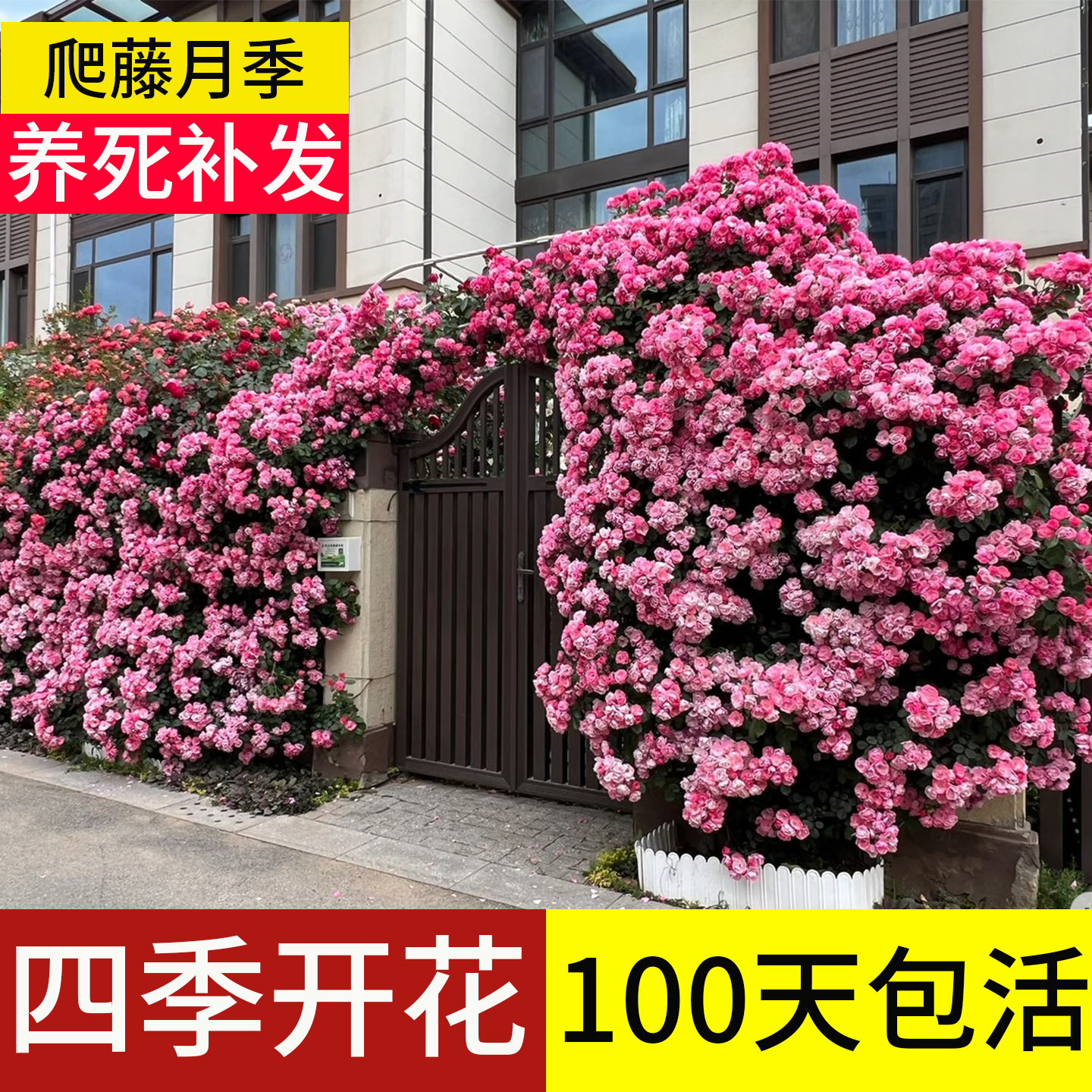 顺丰包邮】100包活爬藤月季大苗