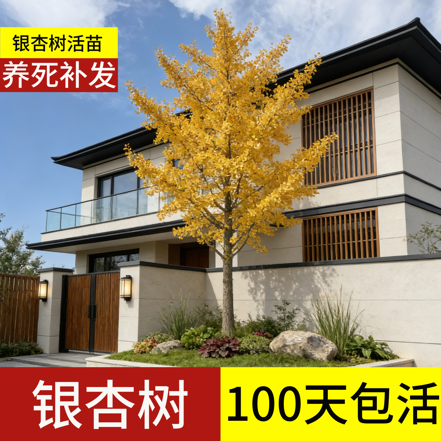 银杏树活苗带土大树庭院老桩正宗金叶白果特大号大型耐寒风景树