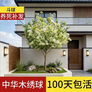 中华木绣球树苗大花斗球别墅庭院耐寒大树带花地栽大苗棒棒糖老桩