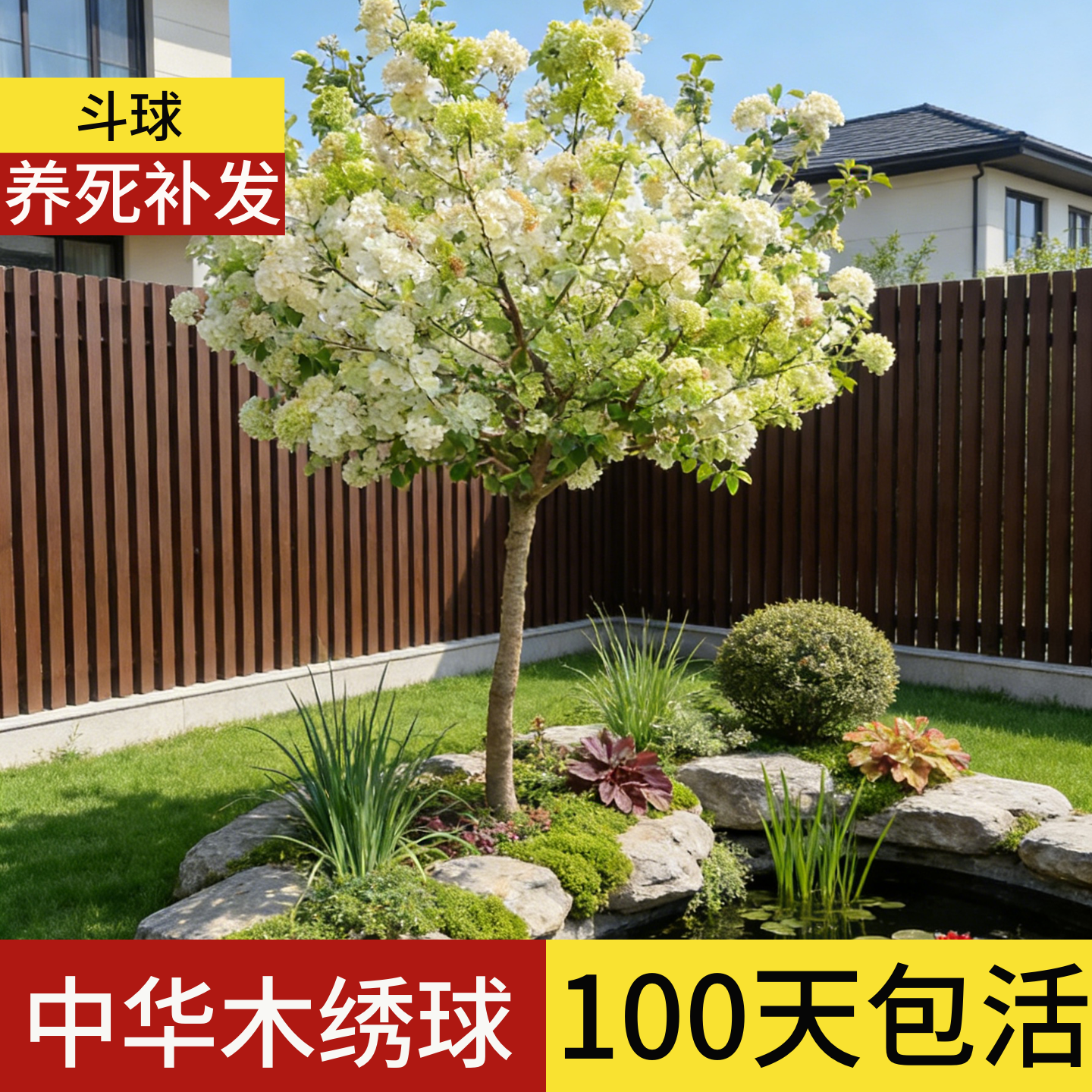 顺丰包邮】100天包活中华木绣球