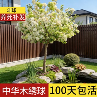 中华木绣球树苗大花斗球带花苞别墅庭院棒棒糖耐寒大树苗地栽老桩