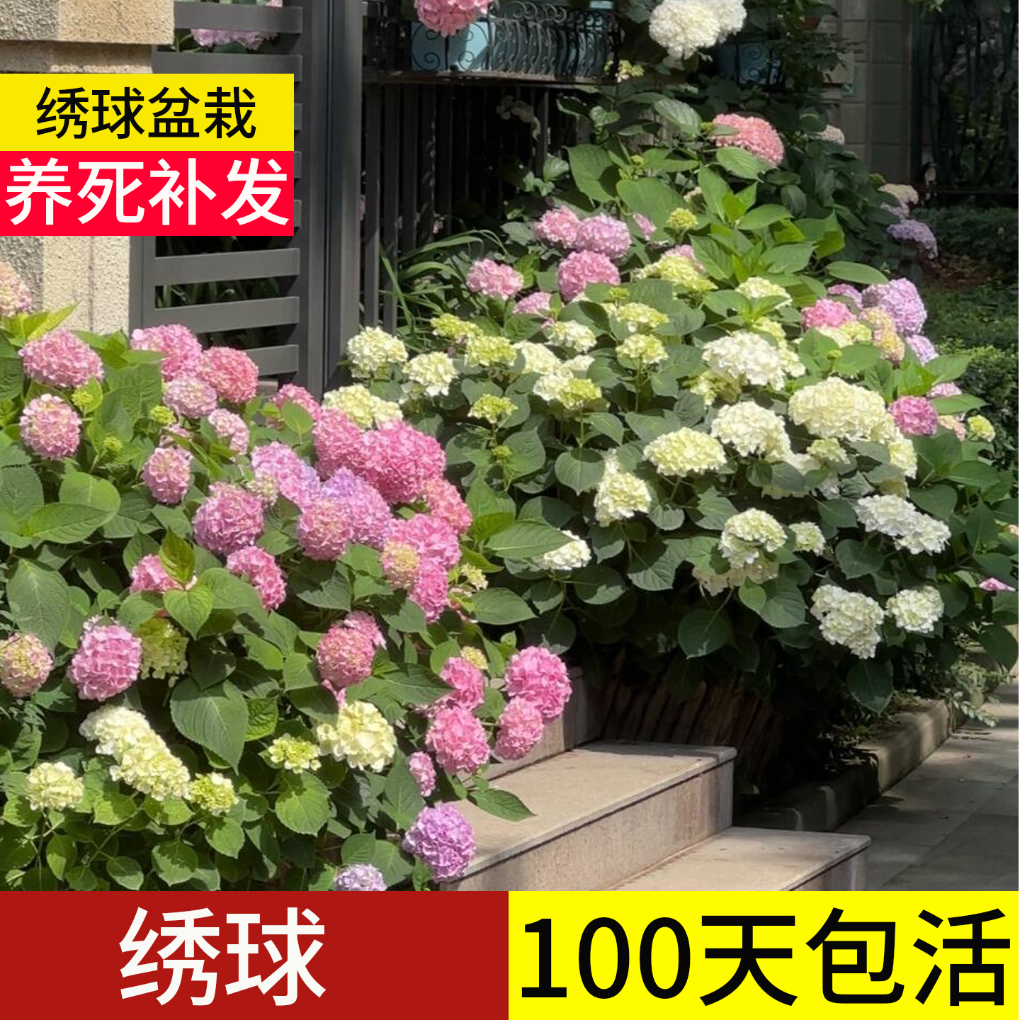 【顺丰包邮】100天包活绣球老桩