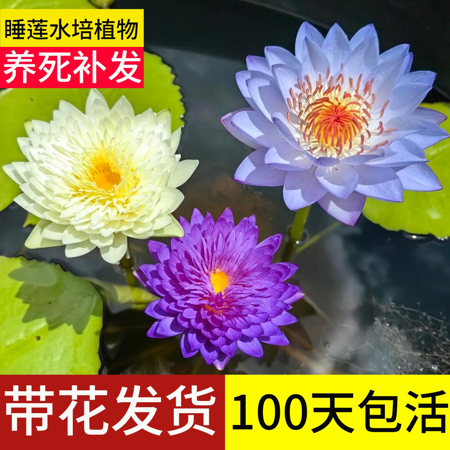 睡莲水培植物带花苞耐寒特大根块鱼池池塘鱼缸水缸四季水养开花