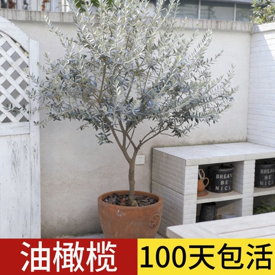 顺丰包邮100天包活油橄榄树大树