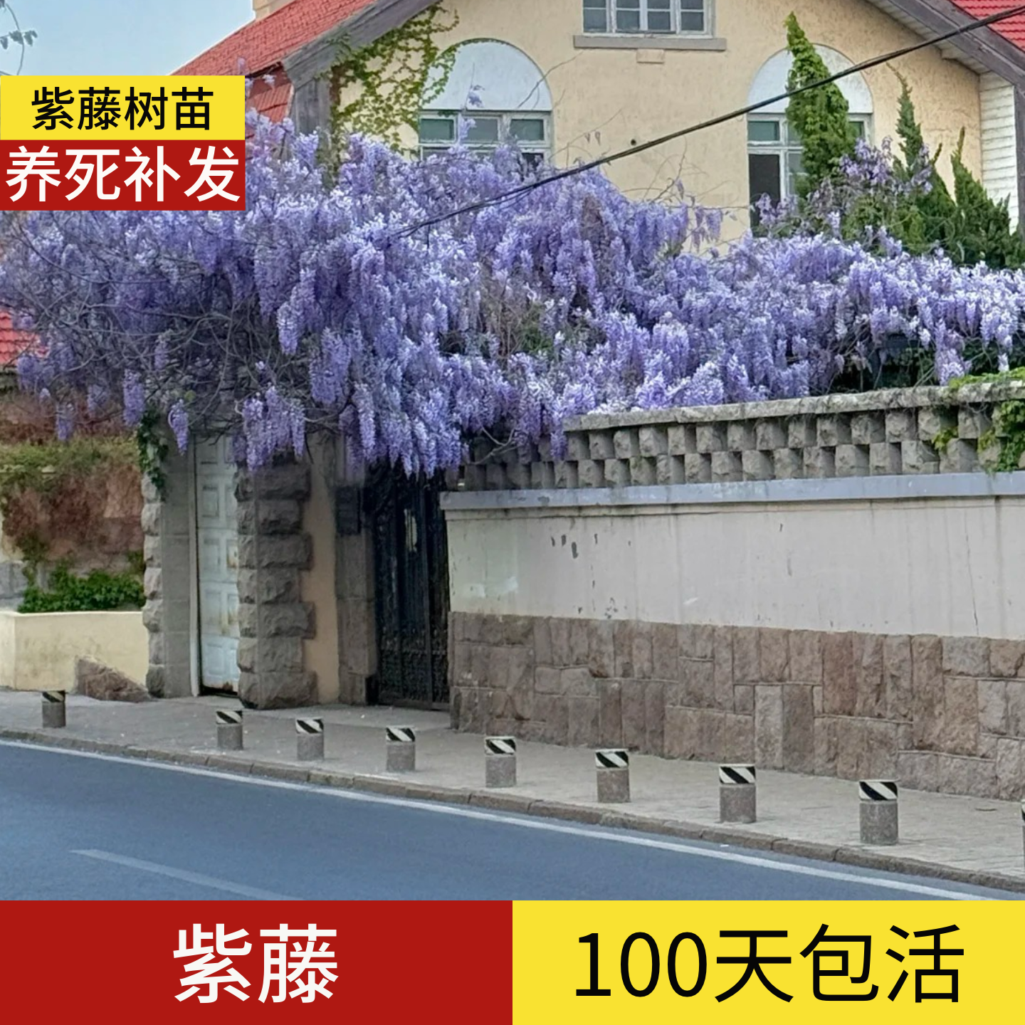 顺丰包邮】100天包活紫藤树大树