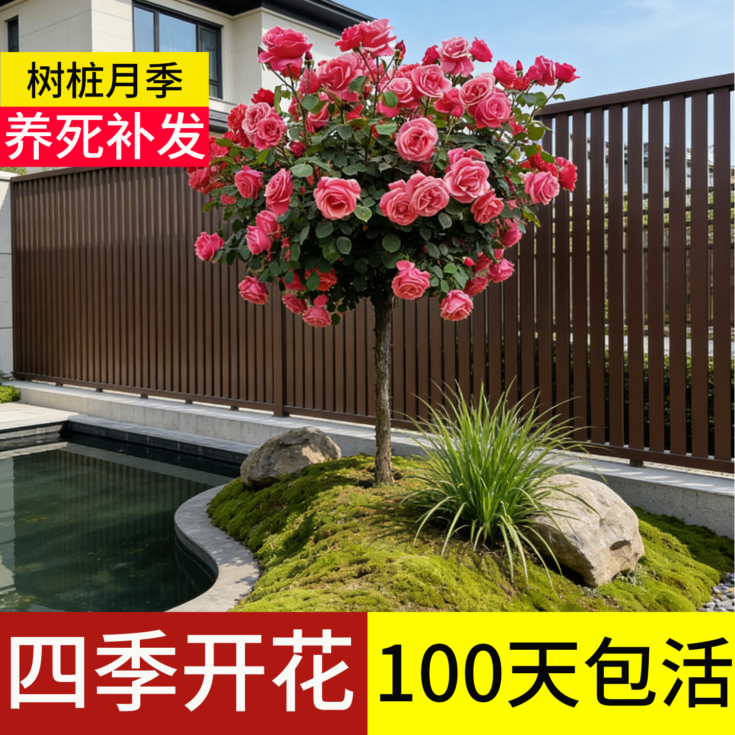 顺丰包邮】100天包活玫瑰花树苗