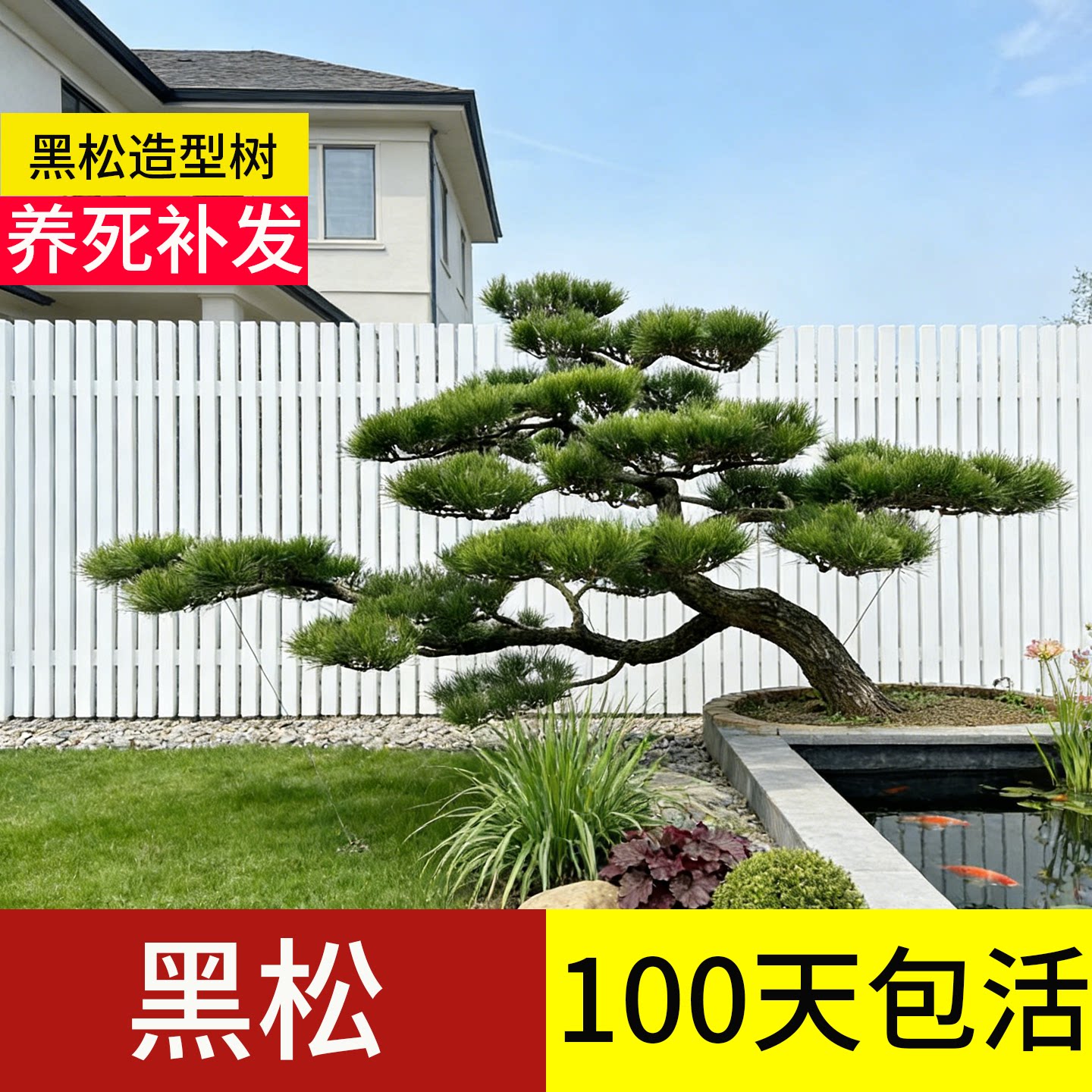 黑松造型树庭院老桩盆景大树日本精品迎客松大型室外矮桩矮霸树桩