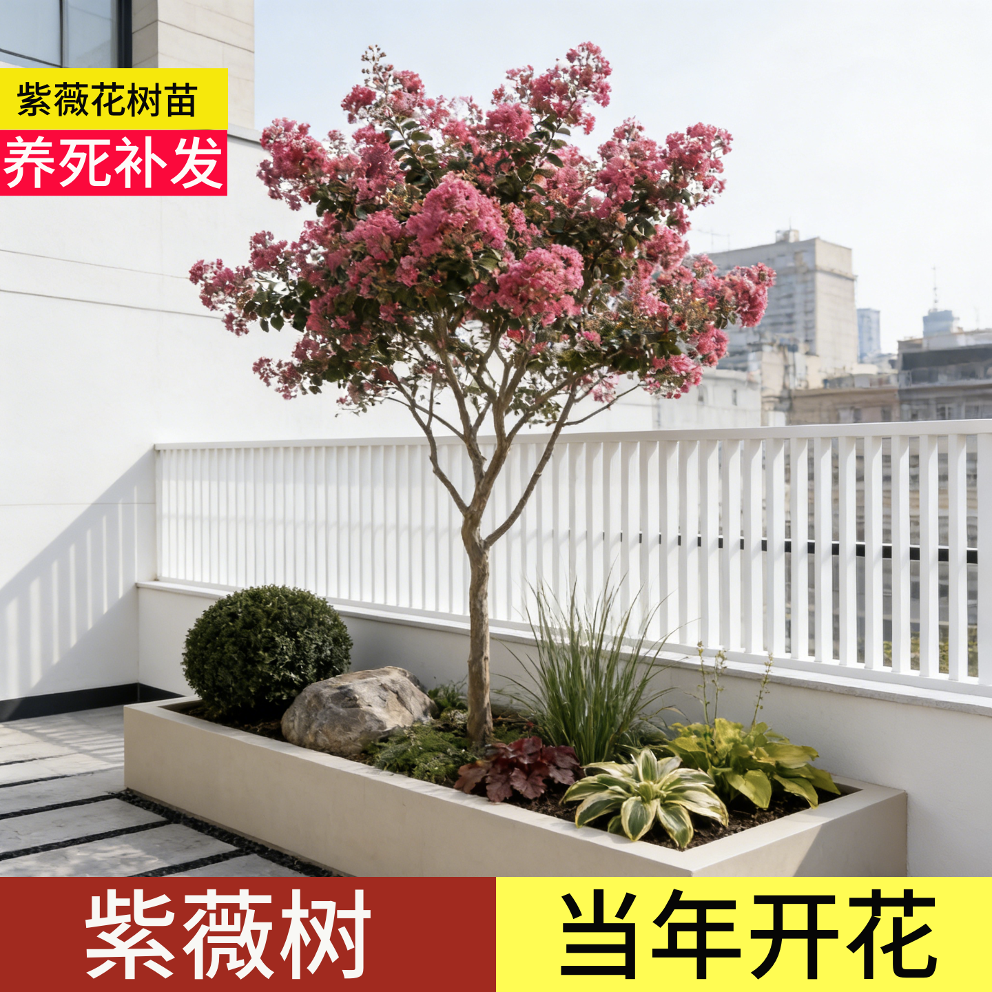 顺丰包邮】100天包活紫薇树老桩