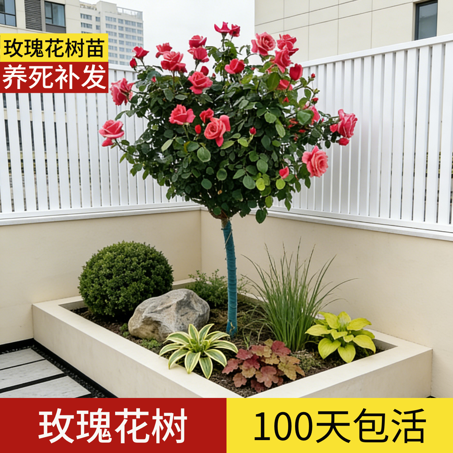 顺丰包邮】100天包活玫瑰花树苗