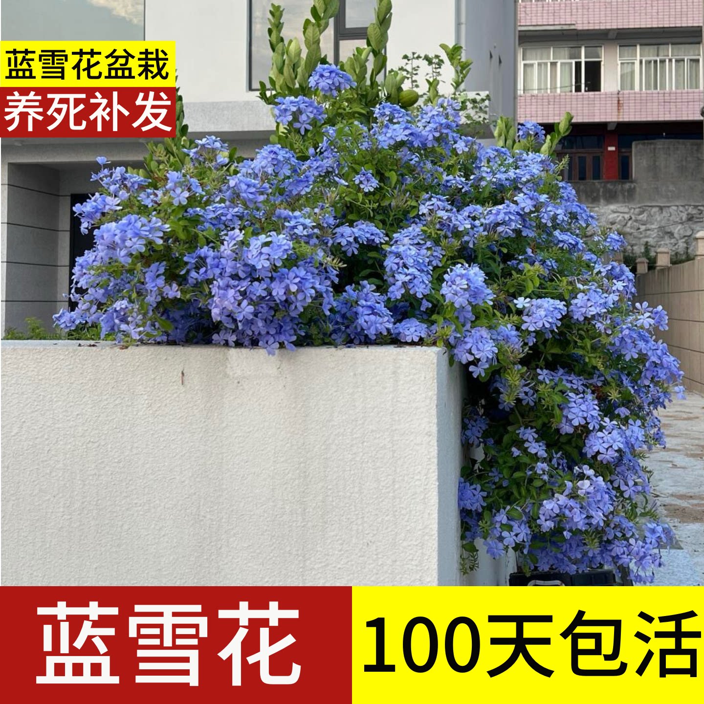 顺丰包邮】100天包活蓝雪花大苗