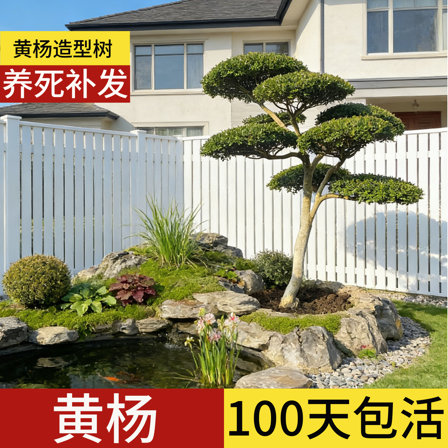 黄杨庭院造型树苗名贵小叶别墅室外耐寒耐冻精品老桩大树矮霸盆景