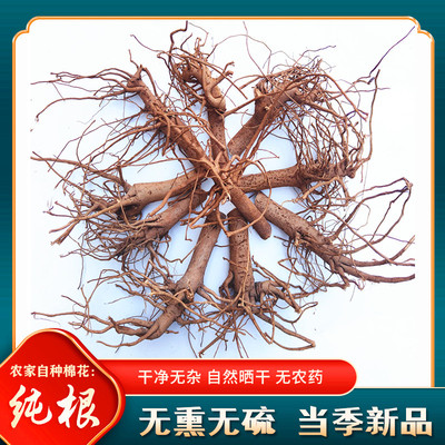 棉花根可切段棉花树根