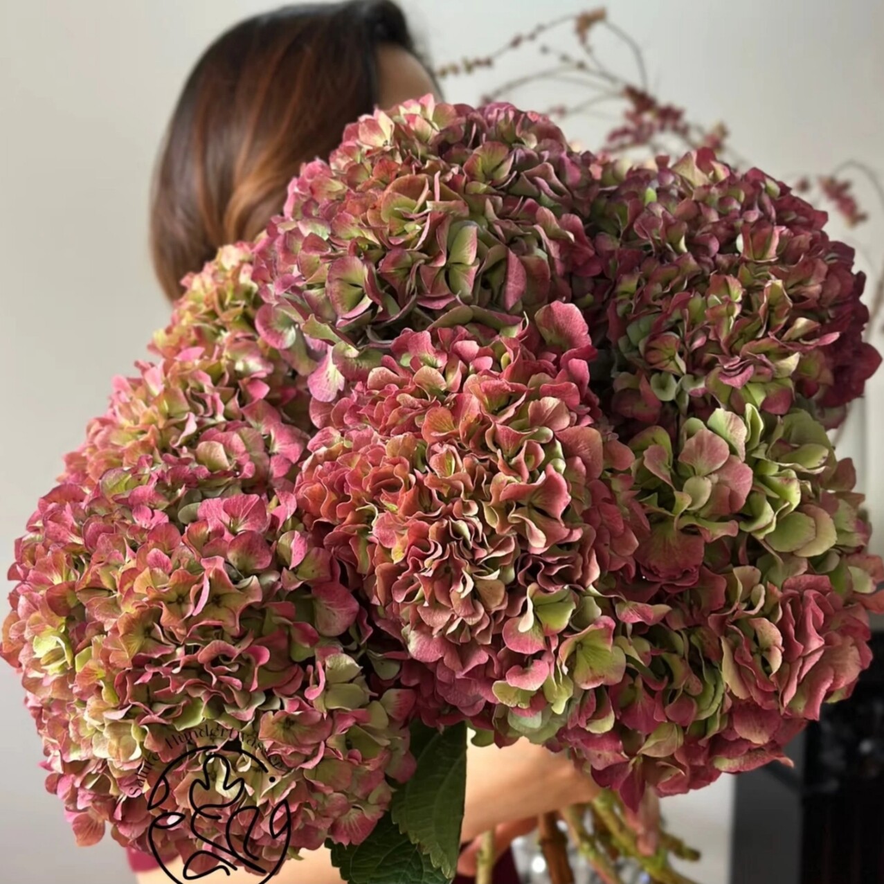 5A级粉秋绣球室内观赏性花材