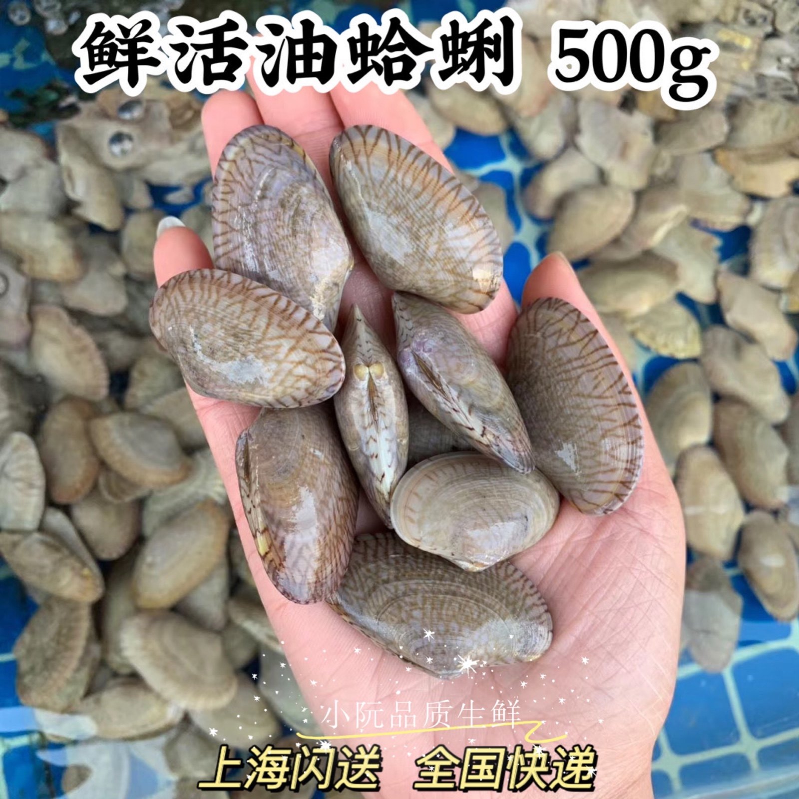 上海闪送鲜活油蛤花甲鲜活花蛤蜊花蚬子杂色蛤花蛤肉野生花蛤贝类