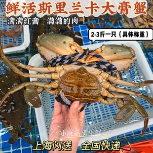 斯里兰卡青膏蟹进口野生鲜活500g称重改价 青蟹肉蟹螃蟹膏蟹缅甸