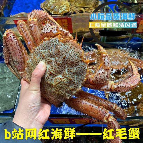 红毛蟹野生进口海鲜现货顺丰