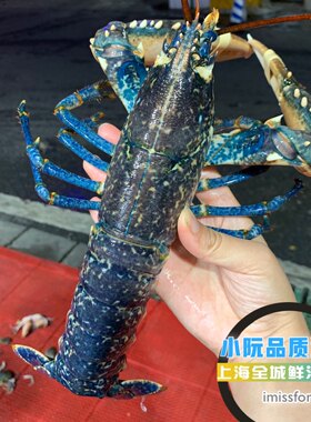 鲜活法国进口蓝龙虾海鲜刺身顺丰